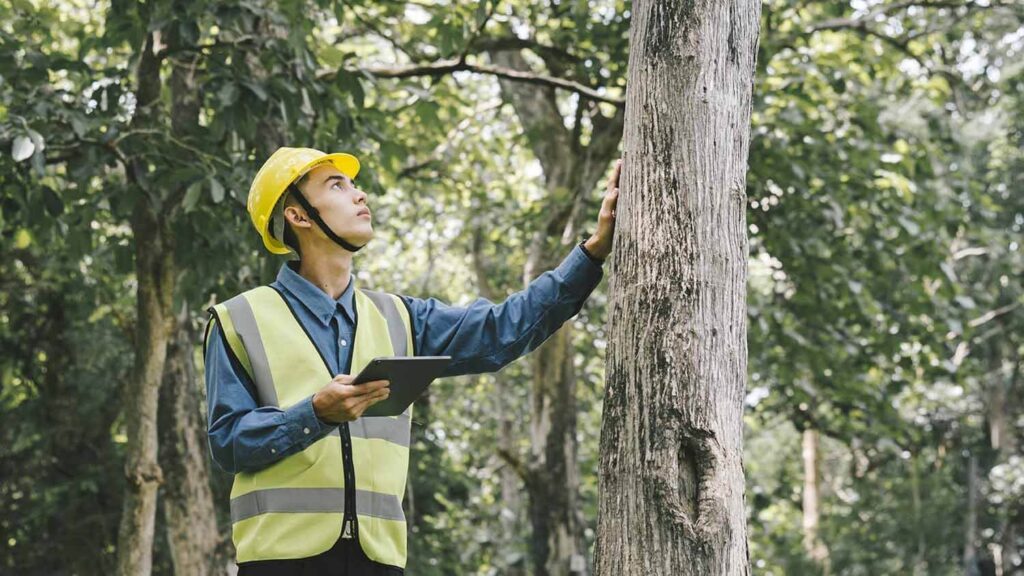 Arborist Sydney