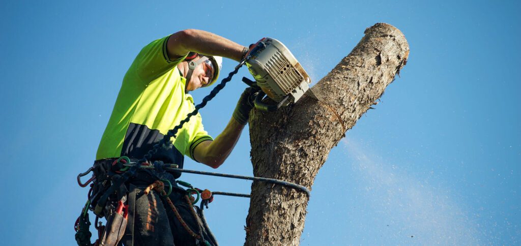 Arborist Sydney