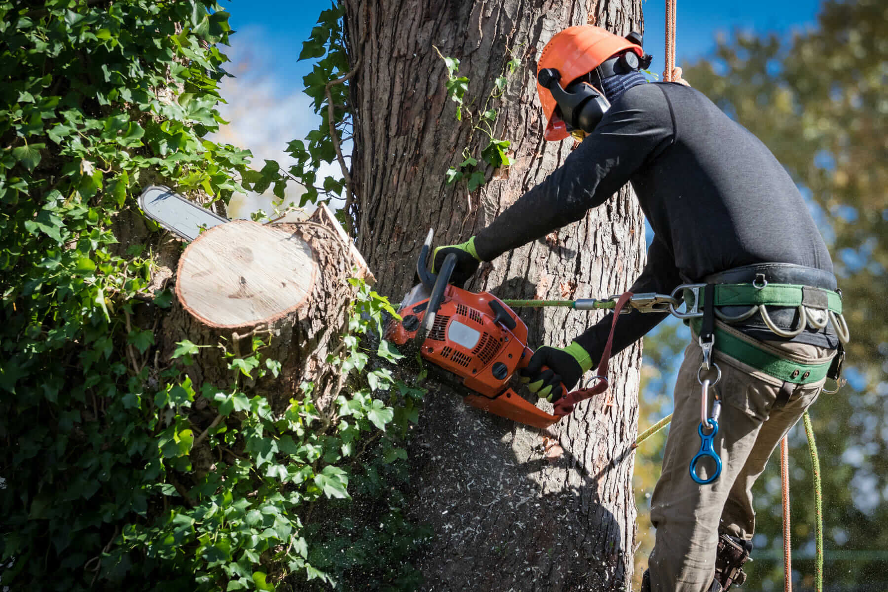 Arborist Sydney