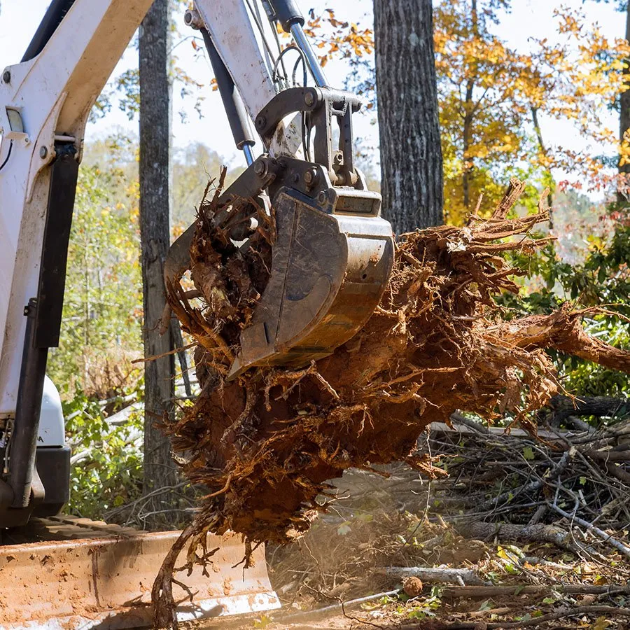 Tree and Stump Removal