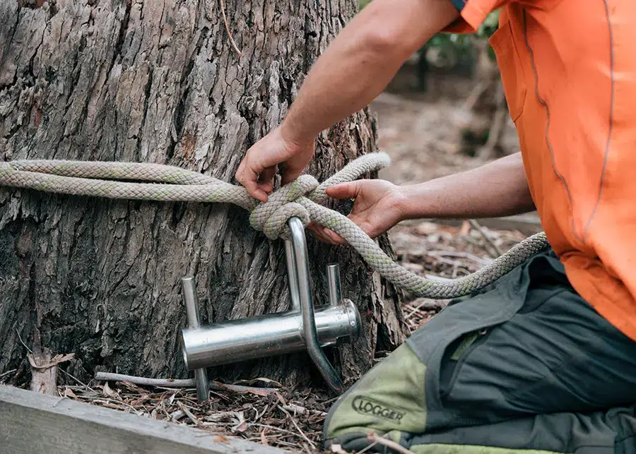 Tree and Stump Removal