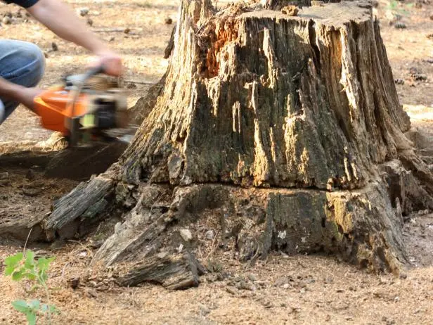 Tree and Stump Removal